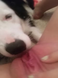 狗舔嫩B - coolhot av